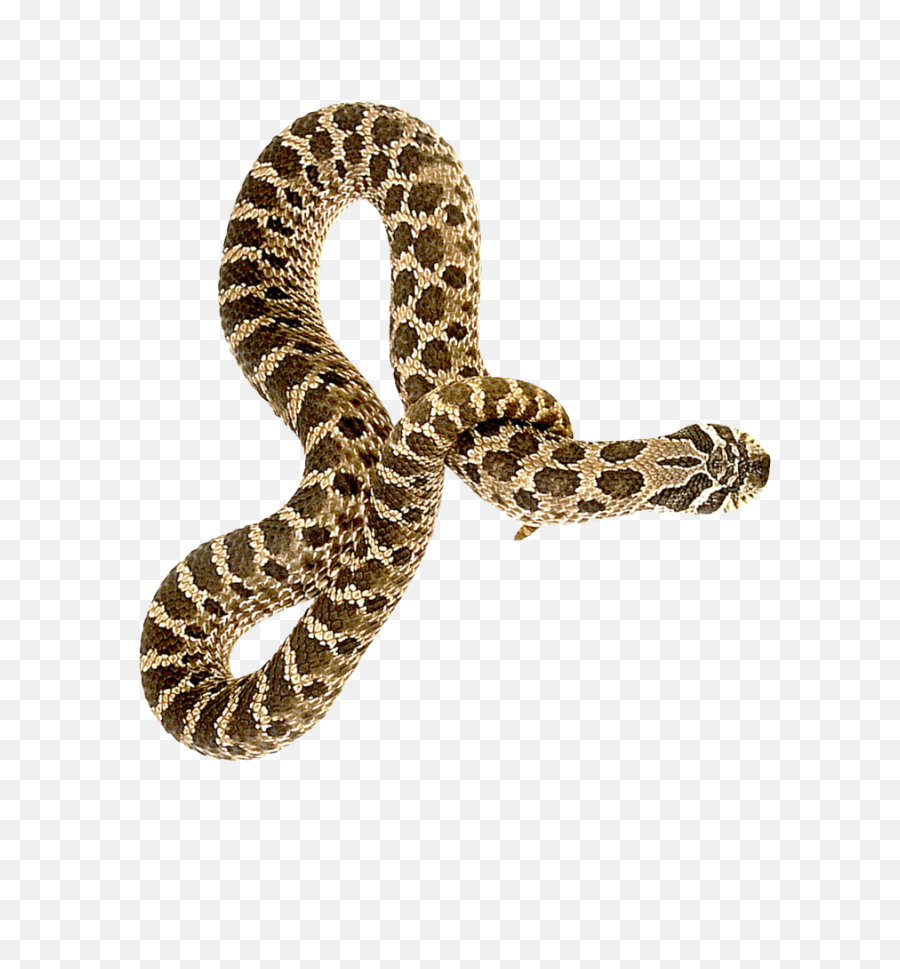 Download Hd Snake Png Transparent Image - Snake Png,Snake Transparent Background