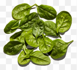 Baby Spinach - Houseplant Png,Spinach Png