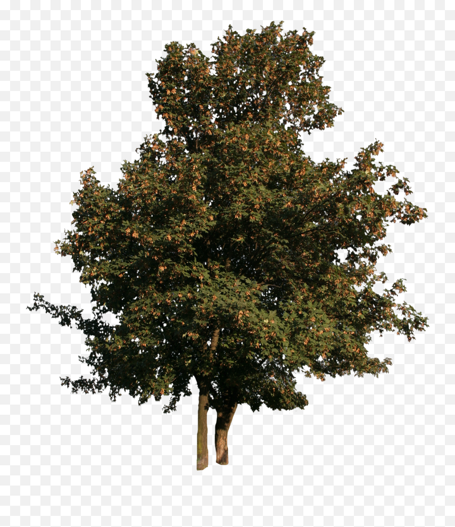 Maple Tree With Fruits Free Cut Out People Trees And Leaves - Maple Tree Cut Out Png,Tree Cutout Png