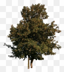 Maple Tree With Fruits Free Cut Out People Trees And Leaves - Tree png