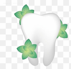 Single Teeth Png Image Transparent