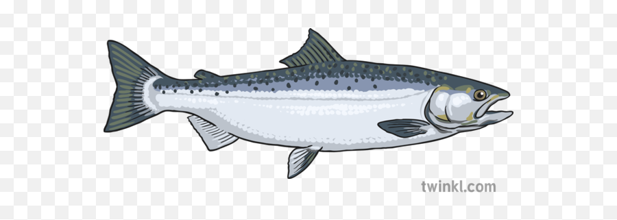 Salmon Illustration - Pacific Sturgeon Png,Salmon Png