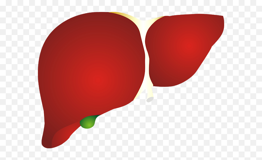 Amazing Art Liver Png Images Icon Symbol 3d Modern