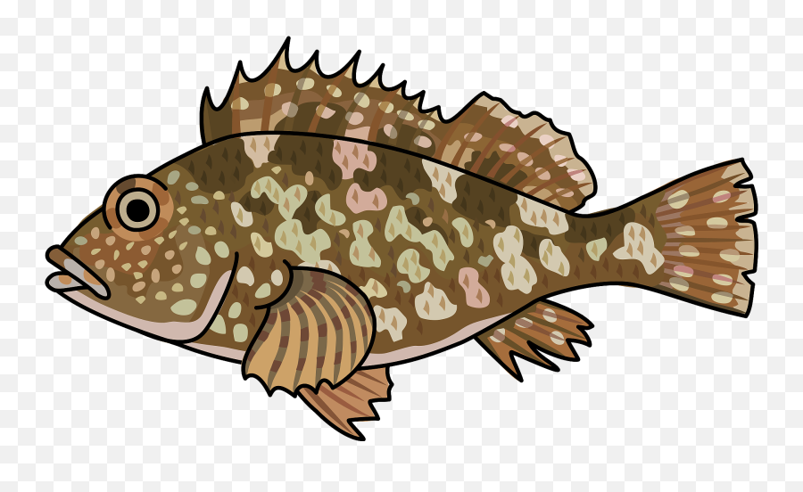 Sea Ruffe Fish Clipart Free Download Transparent Png - Clip Art,Fishes Png