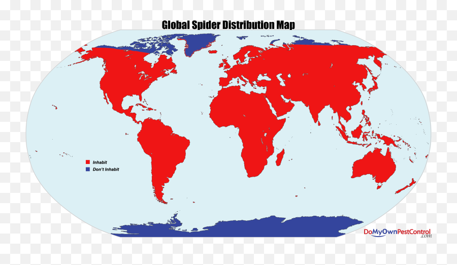 All About Spiders - Types Of Spiders Life Cycle Etc Black Widow World Map Png,Transparent Spiders
