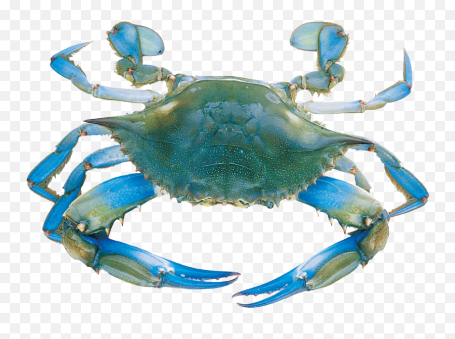 Blue Crab Png Transparent Cartoon - Transparent Blue Crab Png,Blue Crab Png