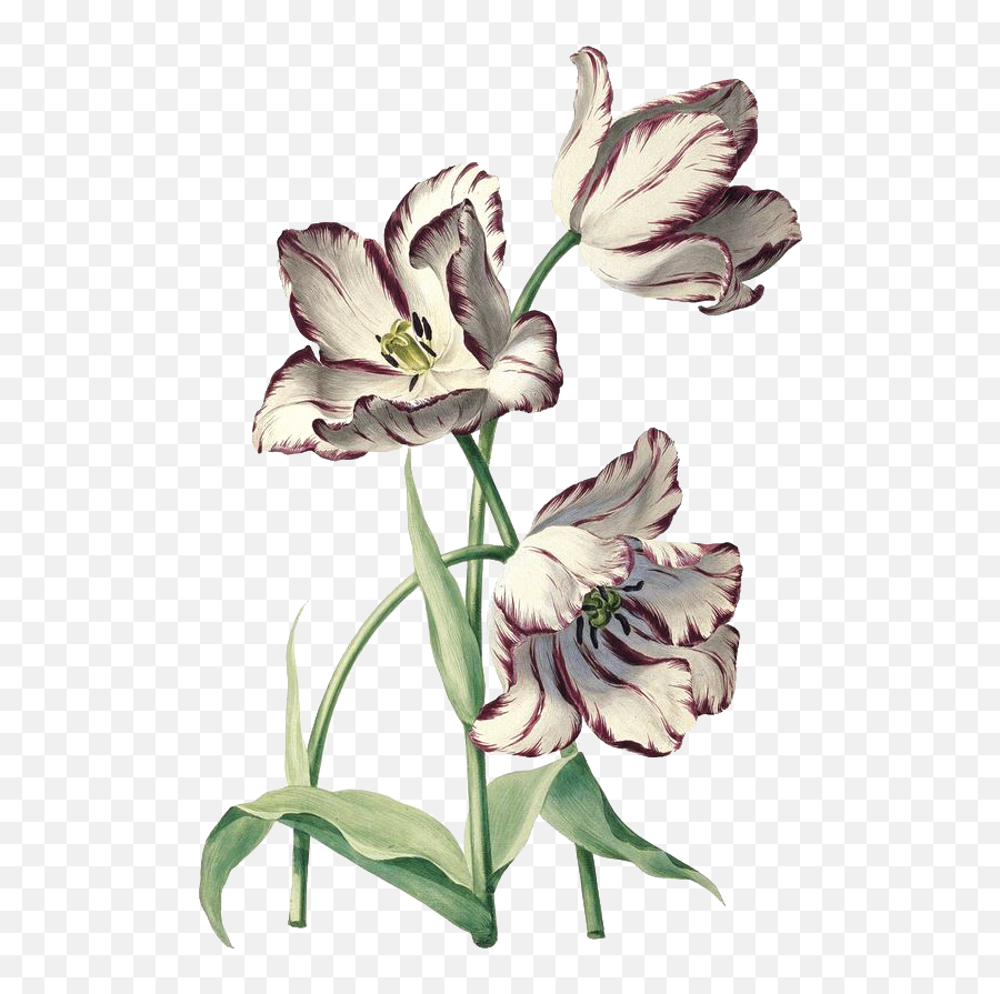 Contact U2014 Seen U0026 Felt By Adelya Tumasyeva - Drawing Botanical Illustration Tulip Png,Tulips Png