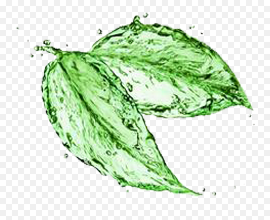 Tree Leaf Water Png Photos Mart - Tea Leaves Sketch Png,Tree Drawing Png
