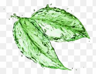 Tree Leaf Water Png Photos Mart - Tea Leaves Sketch Png,Tree Drawing Png