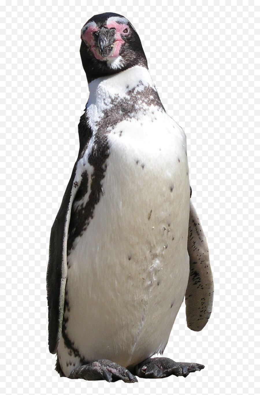 High Qualityfauna Png Textures - Penguin Png High Quality Penguin,Penguins Png
