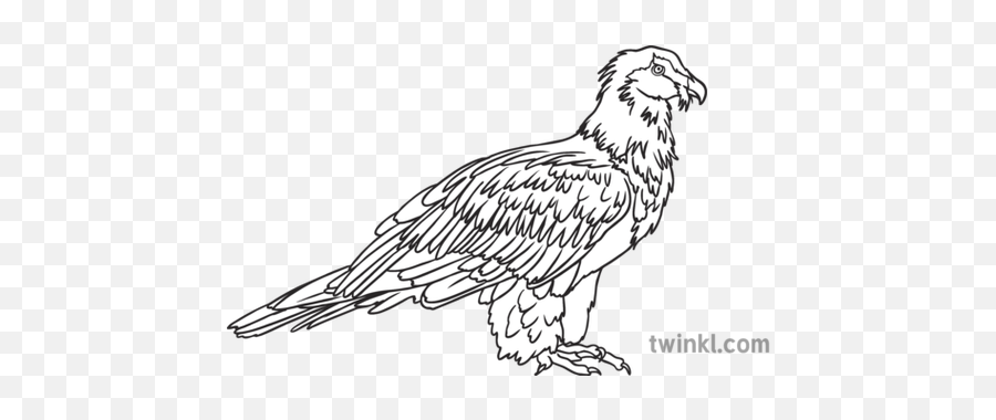 Bearded Vulture Bird Animal South - Golden Eagle Png,Vulture Transparent