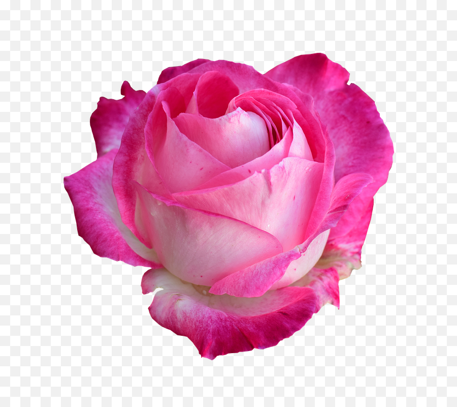 Buy Imported Fresh Roses Online From Ecuador Usa - Light Blue Rose Graphic Png,Real Rose Png