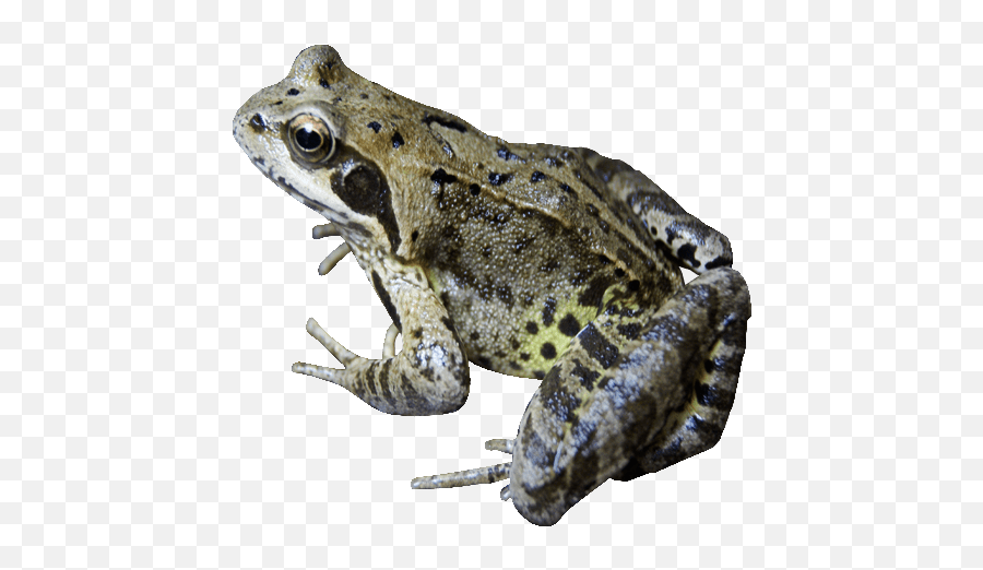 Common Garden Frog Transparent Image - Frog On Clear Background Png,Transparent Frog