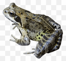 Common Garden Frog Transparent Image - On Clear Background png
