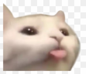 Pin - Transparent Cat Reaction Png,Cat Meme Icon