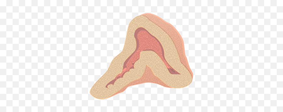 201405 Adrenal Medulla - Transparent Adrenal Gland Png,Adrenal Icon