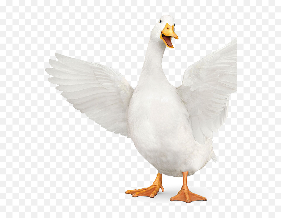 Download Aflac Duck Png - Transparent Png Png Images Aflac Duck Vector,Duck Png