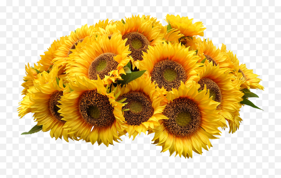Purple Flowers Bunches Of - Free Photo On Pixabay Bouquet Of Sunflowers Png,Flower Bunch Png