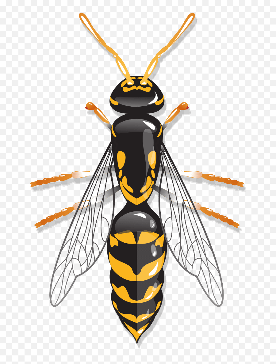 Boston Wasp Control Rove Pest - Parasitism Png,Pest Icon