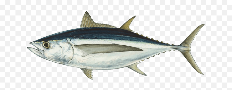 Aruba Fish Species Local Types Of In - Albacore Tuna Tranpsarent Png,Transparent Fish