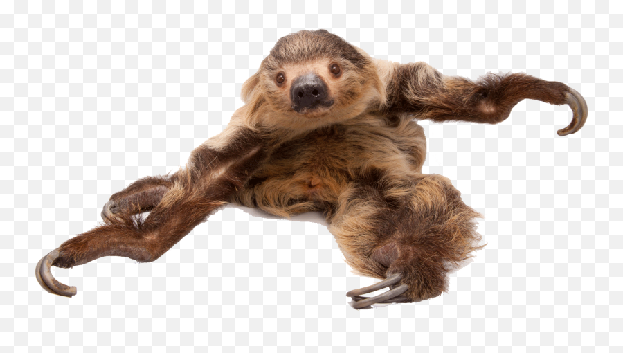 Sloth Png Free Image Download