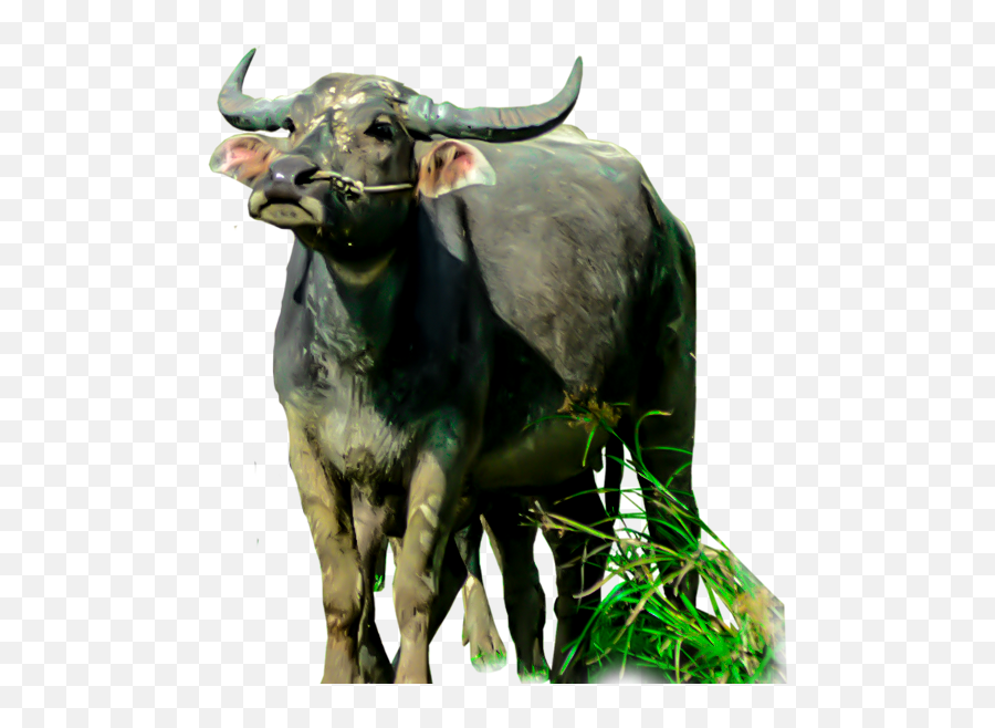 Animals Clipart Png Cartoon - Water Buffalo Png,Animal Clipart Png