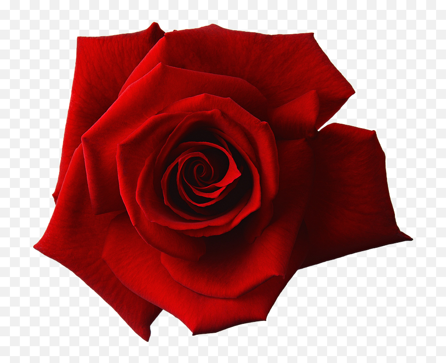 Red - Red Rose Transparent Background Png,Red Rose Png