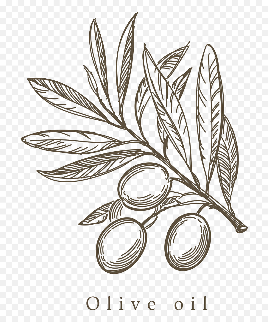 Download Mediterranean Cuisine Olive - Olive Leaf Drawing Png,Olive Tree Png
