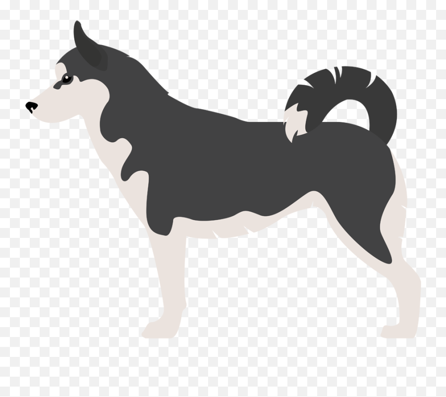 Giant Schnauzer Shar Pei Labrador - Siberian Husky Png,Husky Png