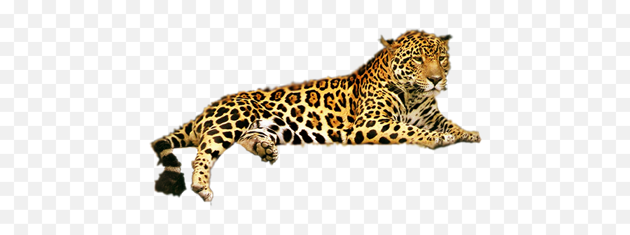 Jaguar Png Download