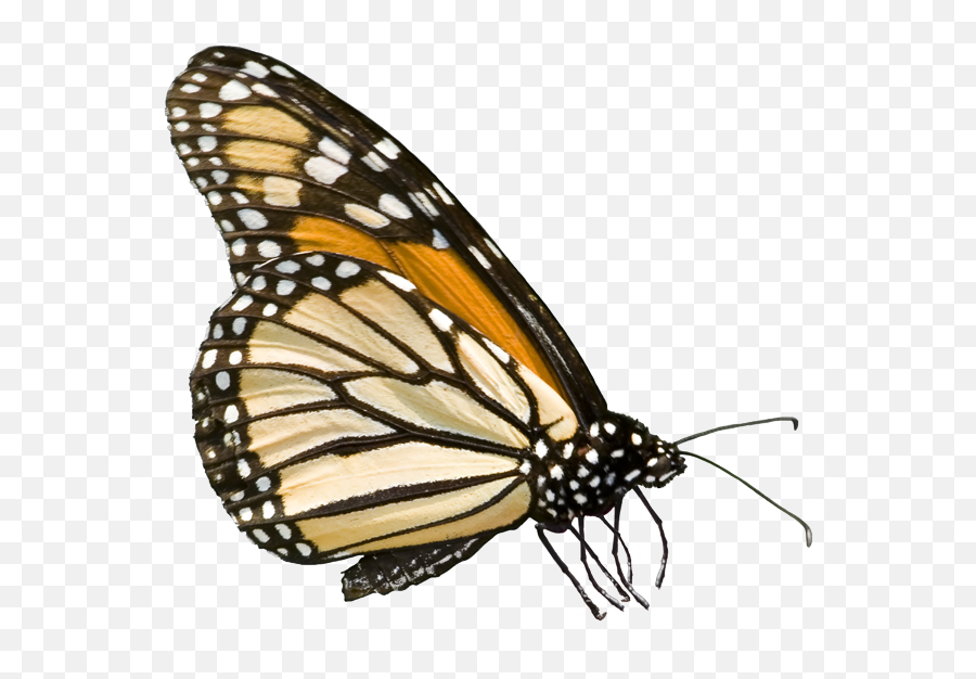 Download Federal Government Jpg Royalty - Monarch Butterfly Png,Monarch Butterfly Png