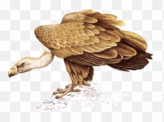 Vultures Text Images Music Video Glogster Edu - Buitre Y Perro De Ares Png,Vulture Png