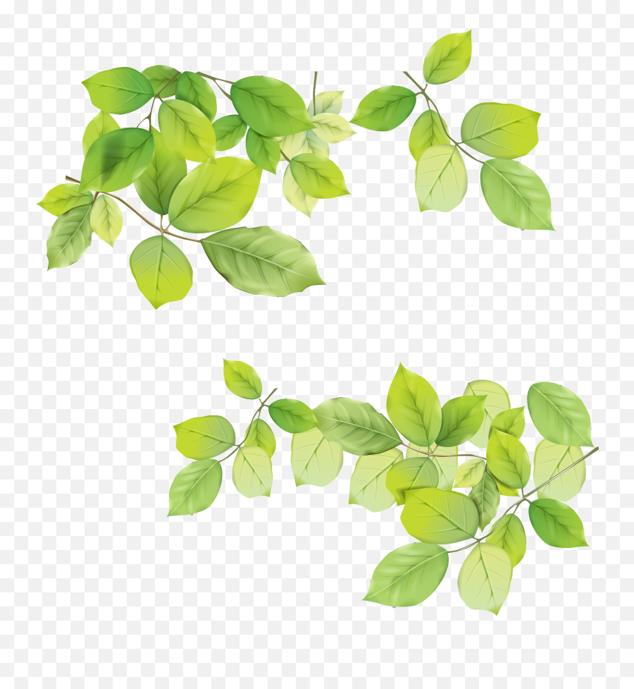 Transparent Leaf Png Picture - Transparent Background Transparent Leaves Png,Foliage Png