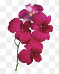 Orchid - StickPNG Orchids Transparent Background