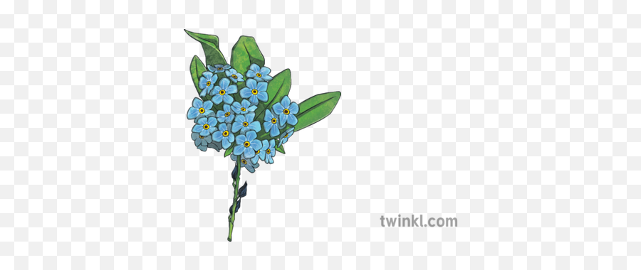 Forget Me Not Bunch Illustration - Twinkl Bouquet Png,Forget Me Not Png