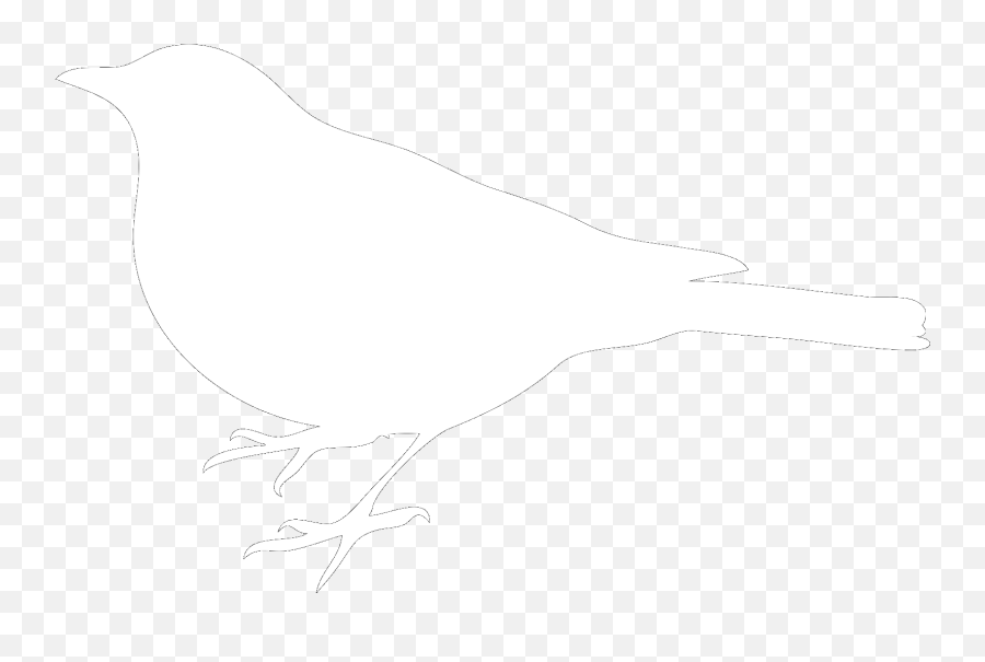 White Bird - White Bird Black Background Png,Black Background Png