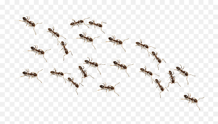 Ants Png Images Free Download Ant - Transparent Background Ants Clipart,Ants Png