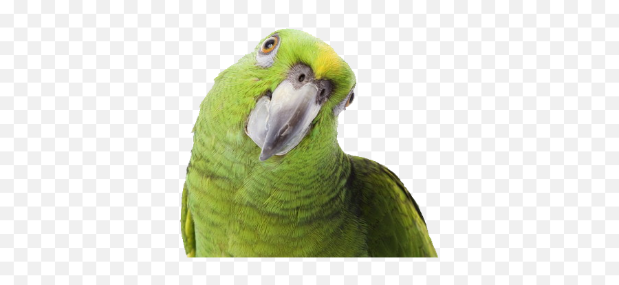 Transparent Png Background Parrot - Parrot Png,Parrot Transparent