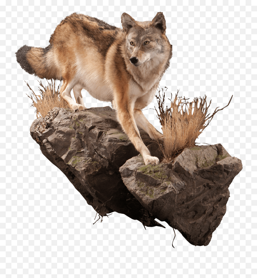 Coyote Cy101 Our Work Kanati Studio - Life Size Wolf Wall Mount Png,Coyote Png
