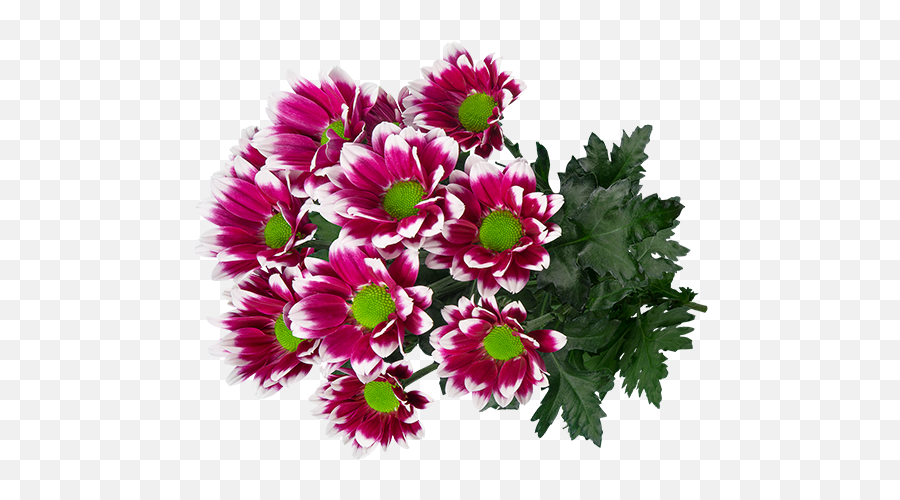 Varieties In The Spotlight - Bouquet Png,Chrysanthemum Png