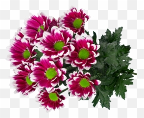 Varieties In The Spotlight - Bouquet Png,Chrysanthemum Png