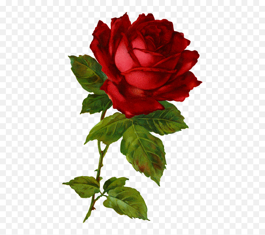 Red Flowers Plant - Free Image On Pixabay Floribunda Png,Red Flower Transparent