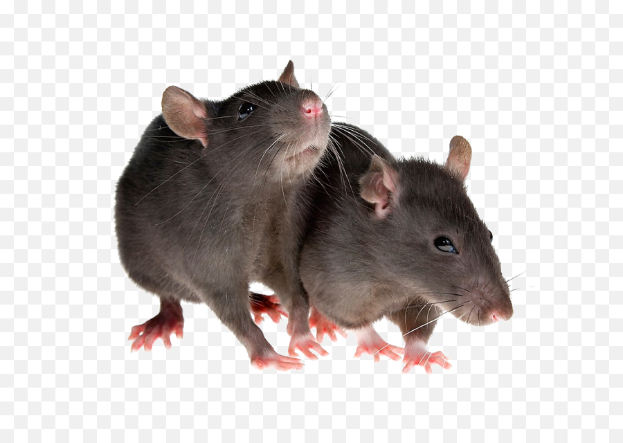 Download Rat Png Image Transparent - Transparent Background Rats Png,Rat Transparent