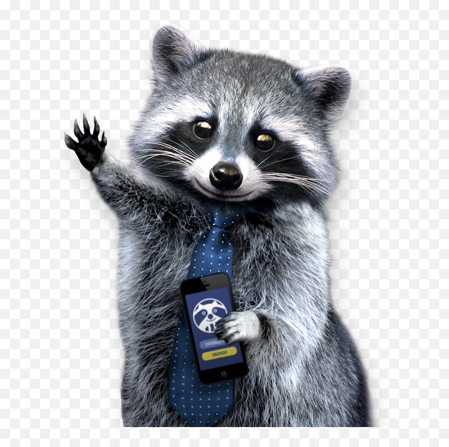 Png Background - Png Raccoon,Raccoon Transparent Background