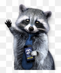 Png Background - Raccoon