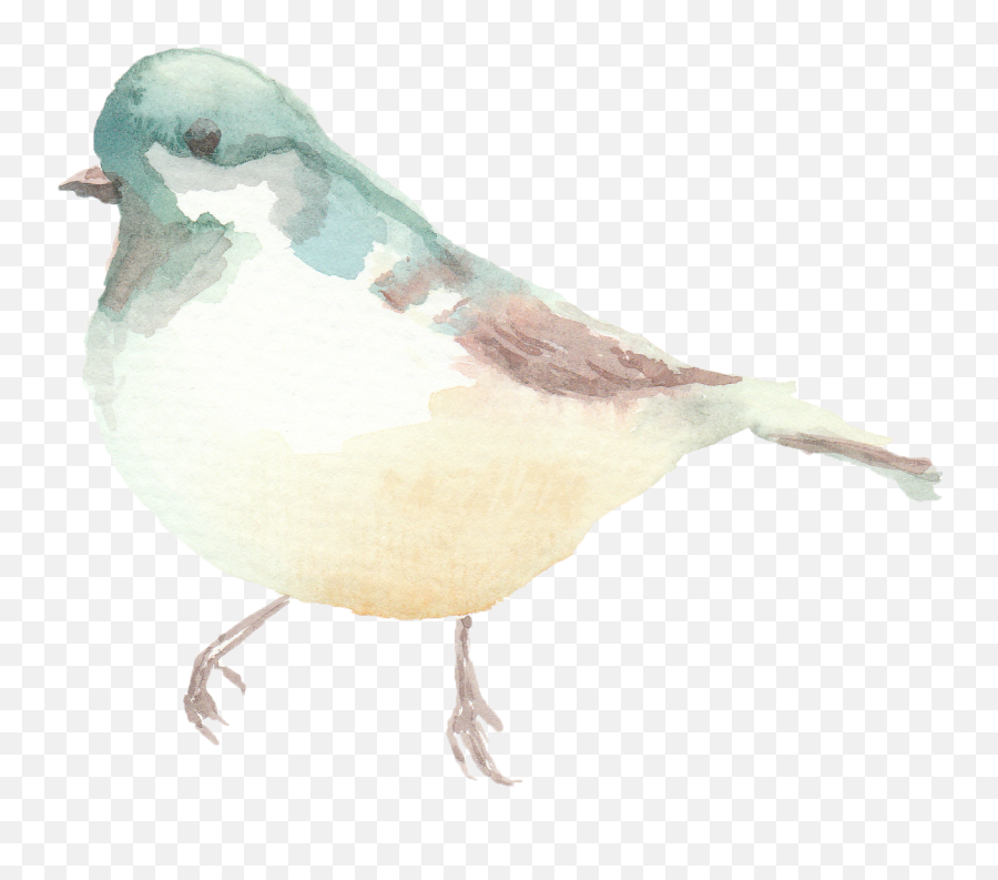 Birds - Soft Png,Doves Png