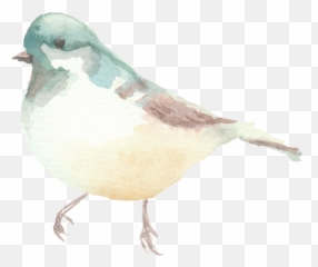 Birds - Soft Png,Doves Png