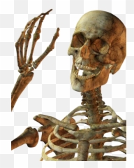 Download Skeleton Free Png Transparent Image And Clipart