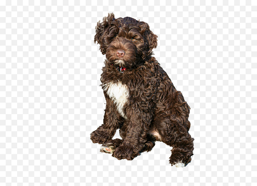 Pwd Foundation Inc - Brown Portuguese Water Dog Png,Dogs Transparent