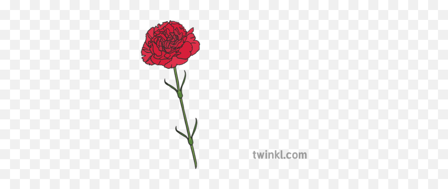 Carnation Flower Flores Para Mama Dia De La Madre Hojas - Flower En Español Png,Carnation Png